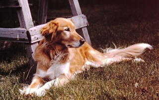 Golden Retriever by sawhorse