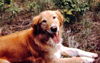 Golden Retriever with big smile