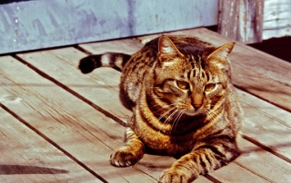 Cat on a deck