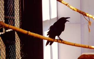 Raven in habitat enclosure