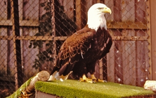 Eagle in habitat enclosure