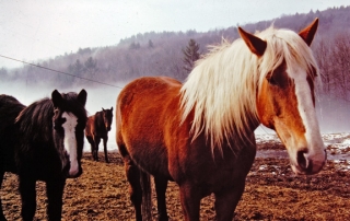 Horses in mist