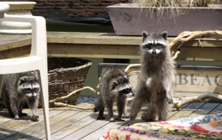 Raccoons on a deck