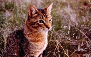 Cat in field