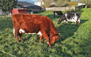 Cows in springtime