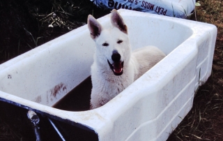 Dog in bathtub