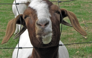 Goat with head through fence