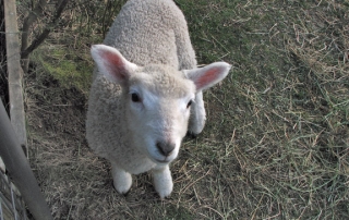 A little lamb