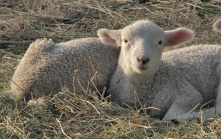 Two little lambs