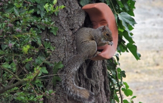 Squirrel at bird feeder