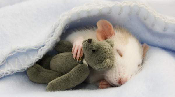 A little rat sleeping with arm around a tiny teddy bear.